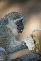 vervet mono comiendo un plátano kruger nacional parque, sur África foto