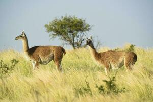 Guanacos in grassland environment, Parque Luro Nature reserve, La Pampa province, Argentina. photo