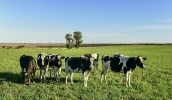 Dairy cow in Pampas countryside,Patagonia,Argentina photo