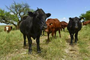 Steers fed on pasture, La Pampa, Argentina photo