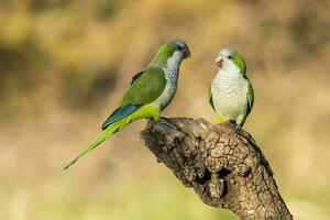 Parakeet perched on a branch of Calden , La Pampa, Patagonia, Argentina photo