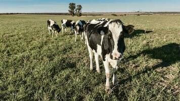 Dairy cow in Pampas countryside,Patagonia,Argentina photo