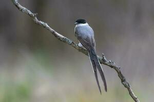 Fork tailed Flycatcher perched in forest, La Pampa Province, Patagonia, Argentina. photo