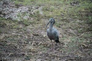 Plumbeous ibis, Mato Grosoo,Pantanal,Brazil photo