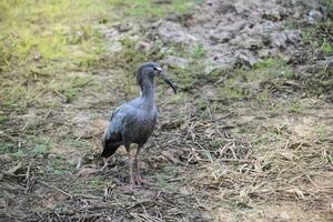 Plumbeous ibis, Mato Grosoo,Pantanal,Brazil photo