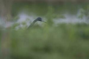 pequeño azul garza, garza caerulea,pantanal, Brasil foto