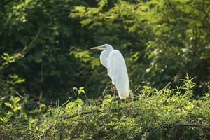 Great White Egret in forest environment, Pantanal,Brazil photo