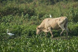 huevo en pie en el espalda de un toro,pantanal, Brasil foto