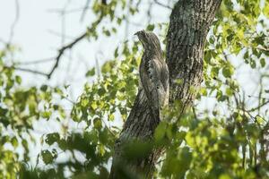 común potoo,nyctibius griseo, pantanal sentido magro, Brasil foto