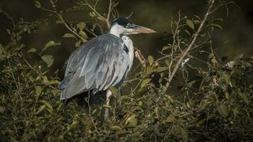 blanco cuello garza, pantanal , Brasil foto