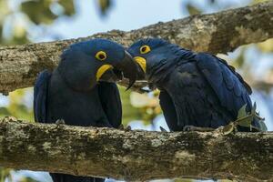 jacinto guacamayo Pareja apareamiento,pantanal bosque, Brasil foto