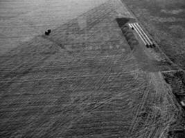 Direct sowing for grazing, Argentine meat production. photo