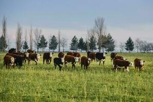 Steers fed on natural grass, Buenos Aires Province, Argentina photo