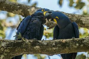 Hyacinth Macaw couple mating,Pantanal Forest, Brazil photo