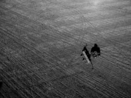 Direct sowing for grazing, Argentine meat production. photo