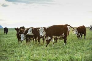 Steers fed on natural grass, Buenos Aires Province, Argentina photo