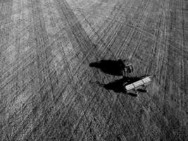 Direct sowing for grazing, Argentine meat production. photo