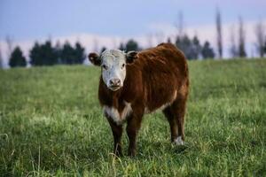 Steers fed on natural grass, Buenos Aires Province, Argentina photo