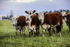 Steers fed on natural grass, Buenos Aires Province, Argentina photo