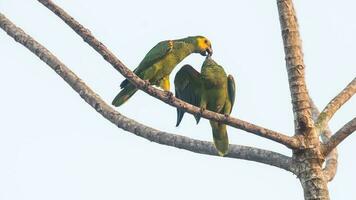 turquesa enfrentado Amazonas, panpanal, Brasil foto