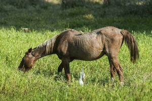 Horse and white herons, Pantanal , Brasil photo