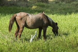 Horse and white herons, Pantanal , Brasil photo