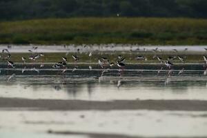 Southern Stilt, Himantopus melanurus in flight, Ansenuza National Park, Cordoba Province, Argentina photo