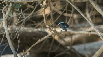 Ringed Kingfisher perched, banks of the Cuiaba river, Pantanal, Brazil photo