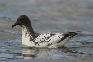 Cape petrel swimming in Antarctic waters. photo