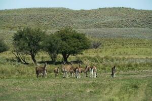 Guanacos in Pampas grass environment, La Pampa, Patagonia, Argentina. photo