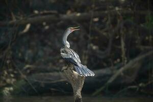 anhinga en el bancos de el río cuiabá, mato asqueroso, pantanal, Brasil foto