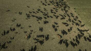 Meat production,  livestock in Pampas region, Aerial view,Argentina photo