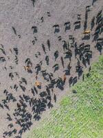 Troop of cows in the pampas field,Argentina photo