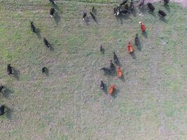 Troop of cows in the pampas field,Argentina photo