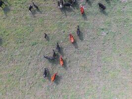 Troop of cows in the pampas field,Argentina photo