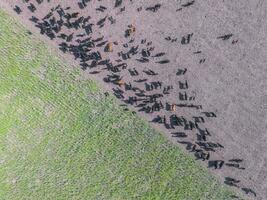 Troop of cows in the pampas field,Argentina photo