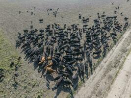 Herd of cows in the pampas field,Argentina photo