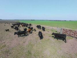 Troop of cows in the pampas field,Argentina photo