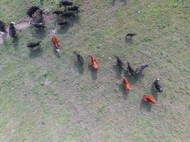 Troop of cows in the pampas field,Argentina photo