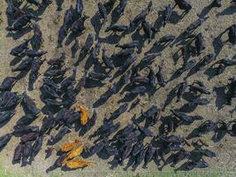 Troop of cows in the pampas field,Argentina photo