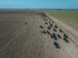 Herd of cows in the pampas field,Argentina photo
