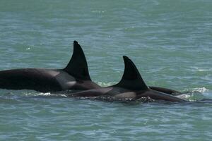 Killer whale hunting sea lions,Peninsula Valdes, Patagonia Argentina photo