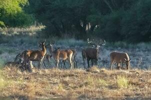 Red deer, Male roaring in La Pampa, Argentina, Parque Luro, Nature Reserve photo