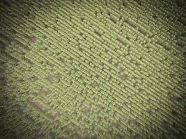 Sunflower cultivation, Aerial view, in pampas region, Argentina photo