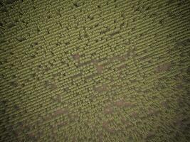 Sunflower cultivation, Aerial view, in pampas region, Argentina photo