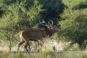 Male Red Deer, in rut season, La Pampa, Argentina photo