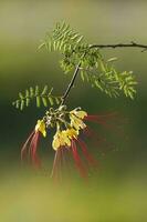 Wild flower in Patagonia, Caesalpinia gilliesii,  La Pampa, Argentina. photo