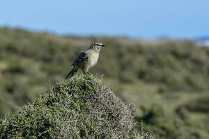 White banded mokingbird in Calden Forest environment, Patagonia forest, Argentina. photo