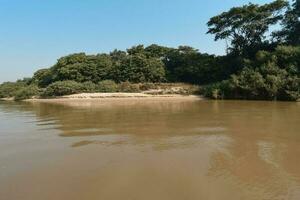 selva paisaje en el cuaiabá orilla del río, pantanal, brasil foto