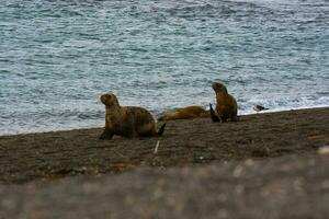 South American  Sea Lion Otaria flavescens Female,Peninsula Valdes ,Chubut,Patagonia, Argentina photo